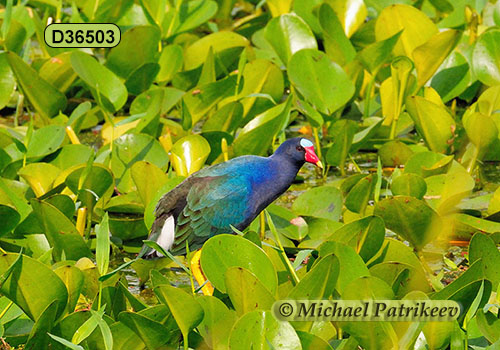Purple Gallinule (Porphyrio martinica)